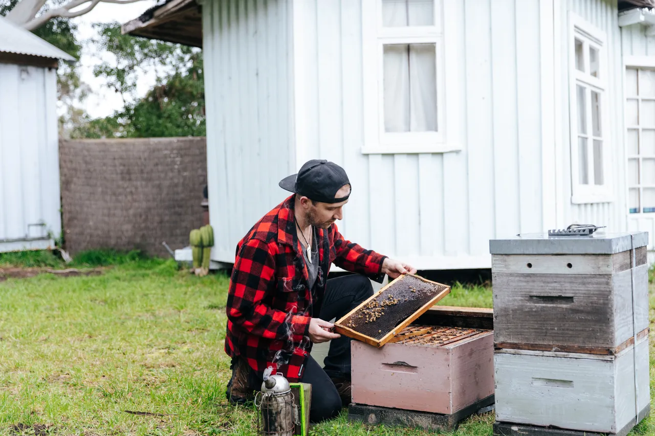 BeeBox 25