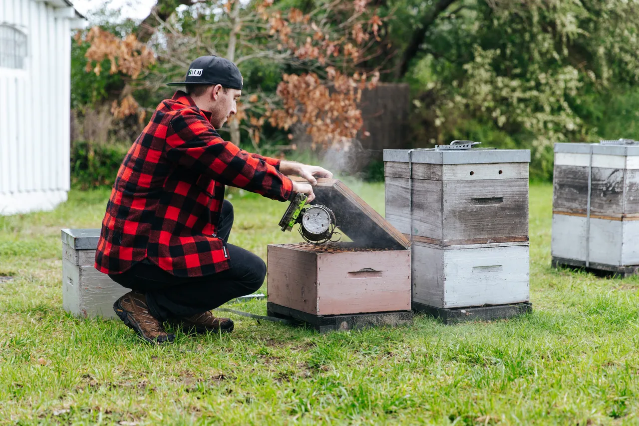 BeeBox 24