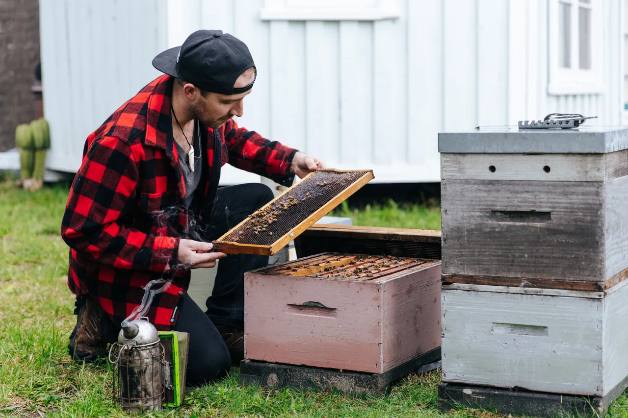 BeeBox 26