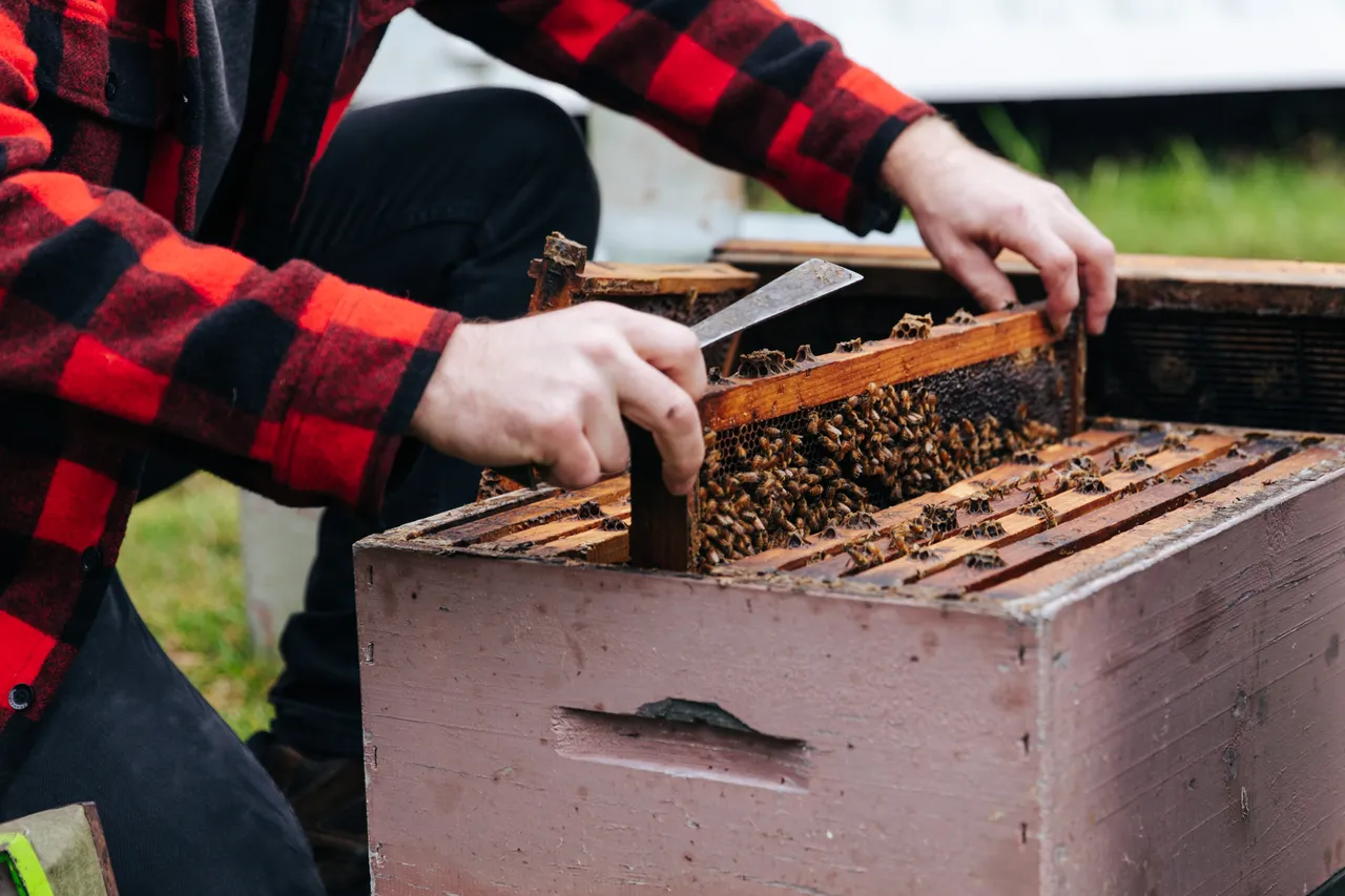 BeeBox 27