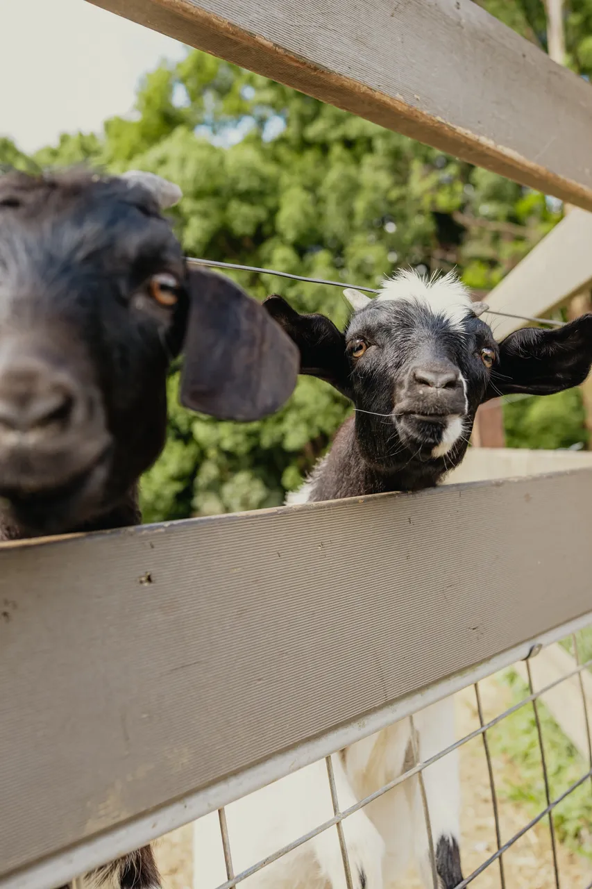 Collection cover Connect partner – Hosanna Farmstay