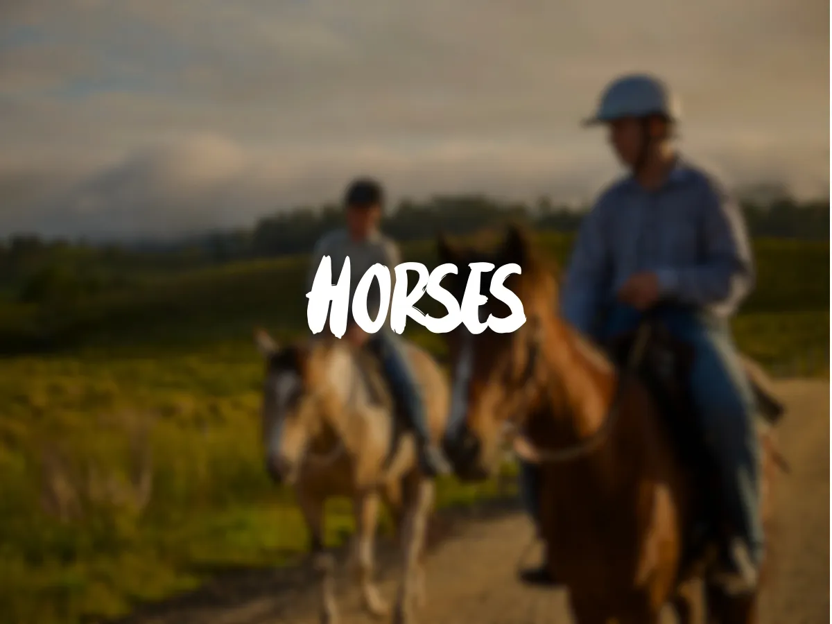 Album cover Horses