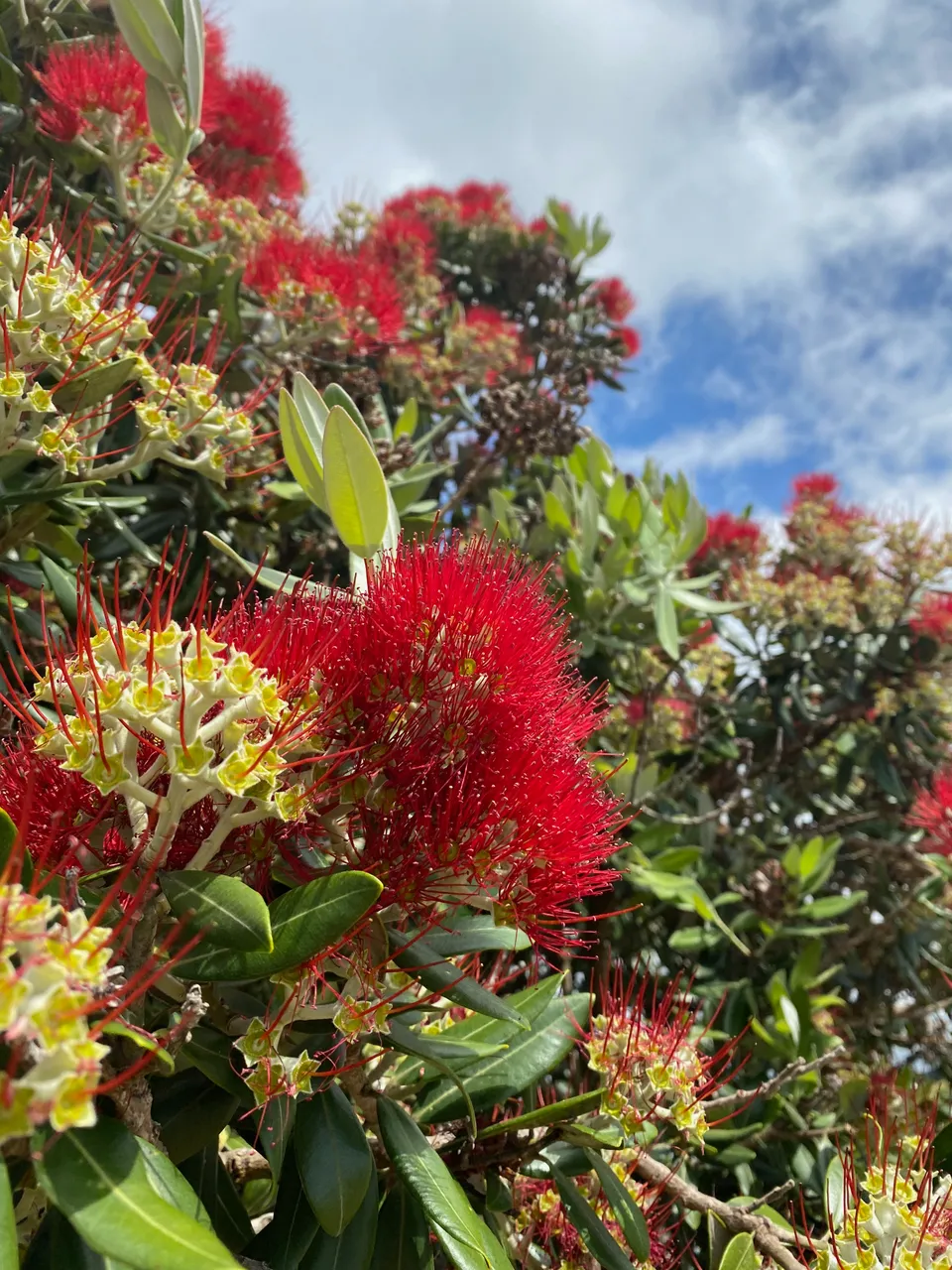 Photo of Pohutukawa tree and it's red blossom