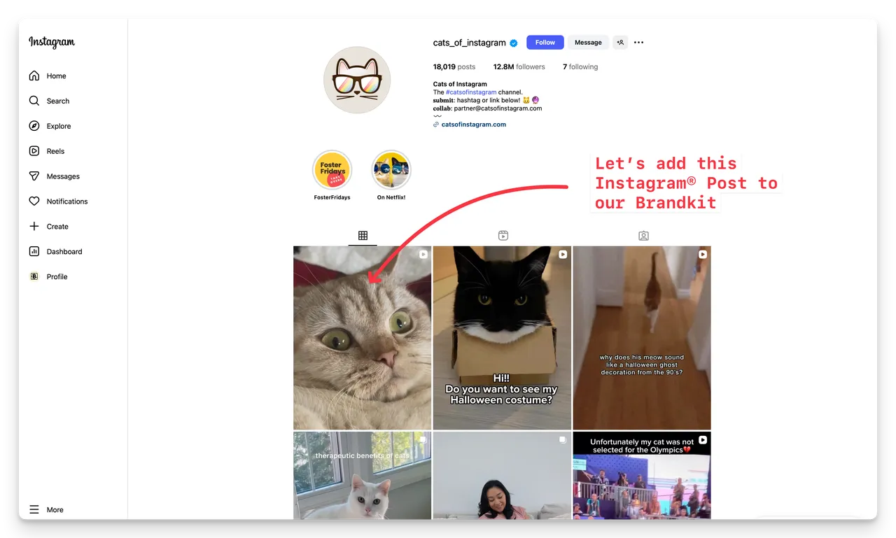 instagram-feed-cat