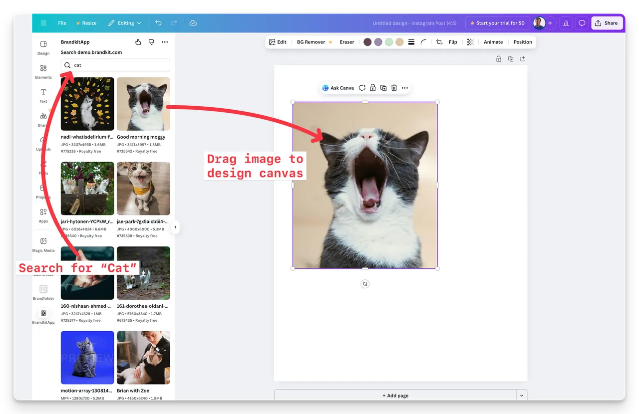Canva Brandkit Connected and Cats@2x