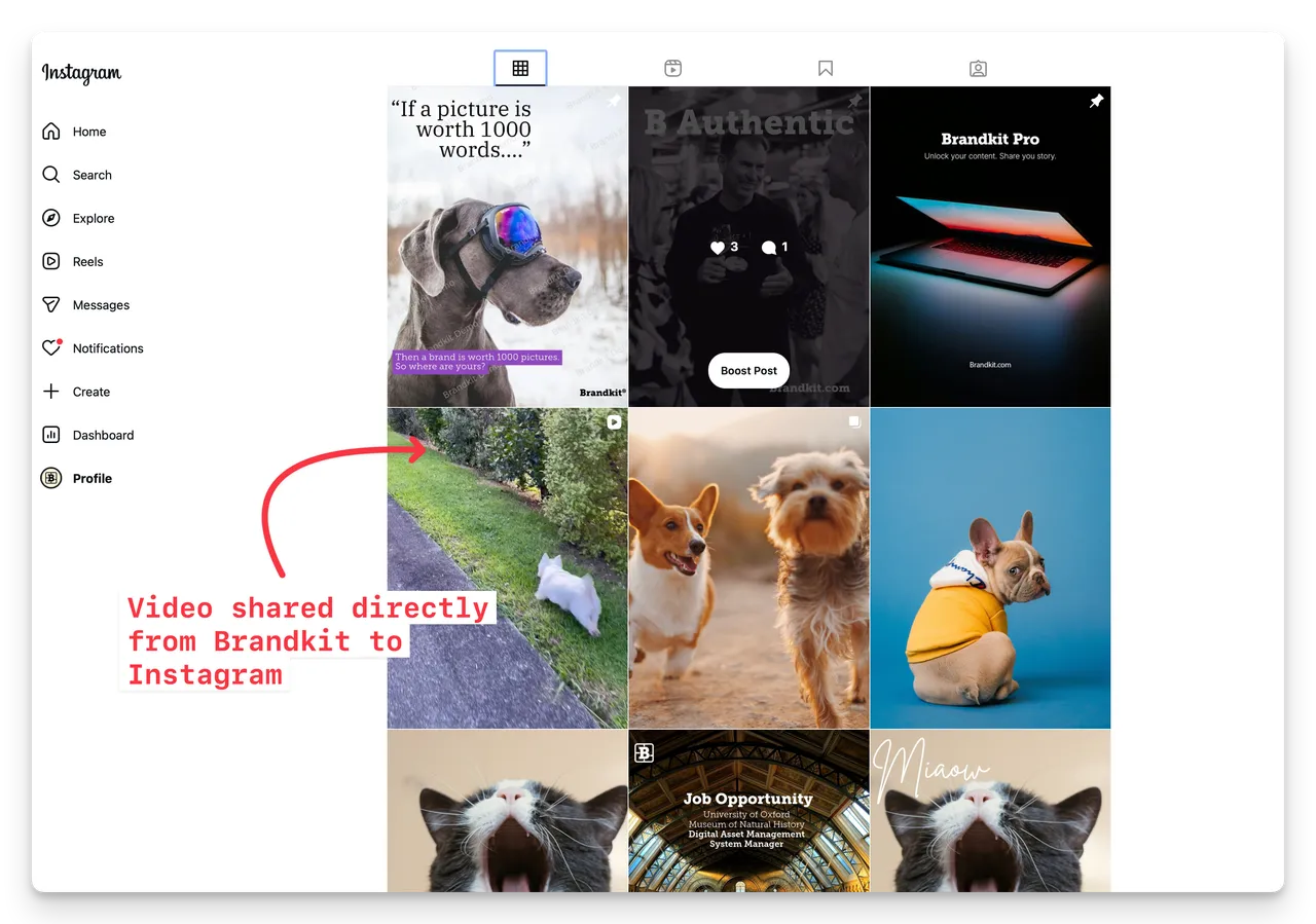 Instagram Brandkit Video to Insta
