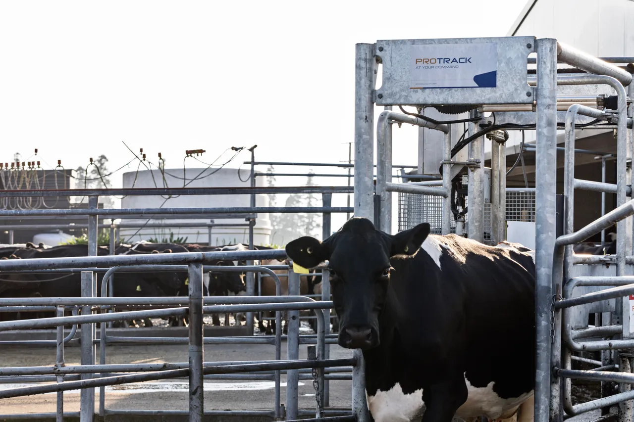Dairy cow being drafted