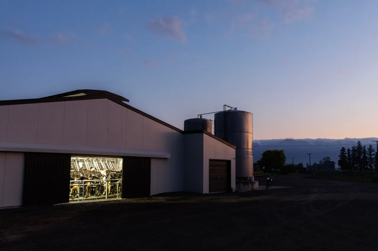 Milking shed at dawn