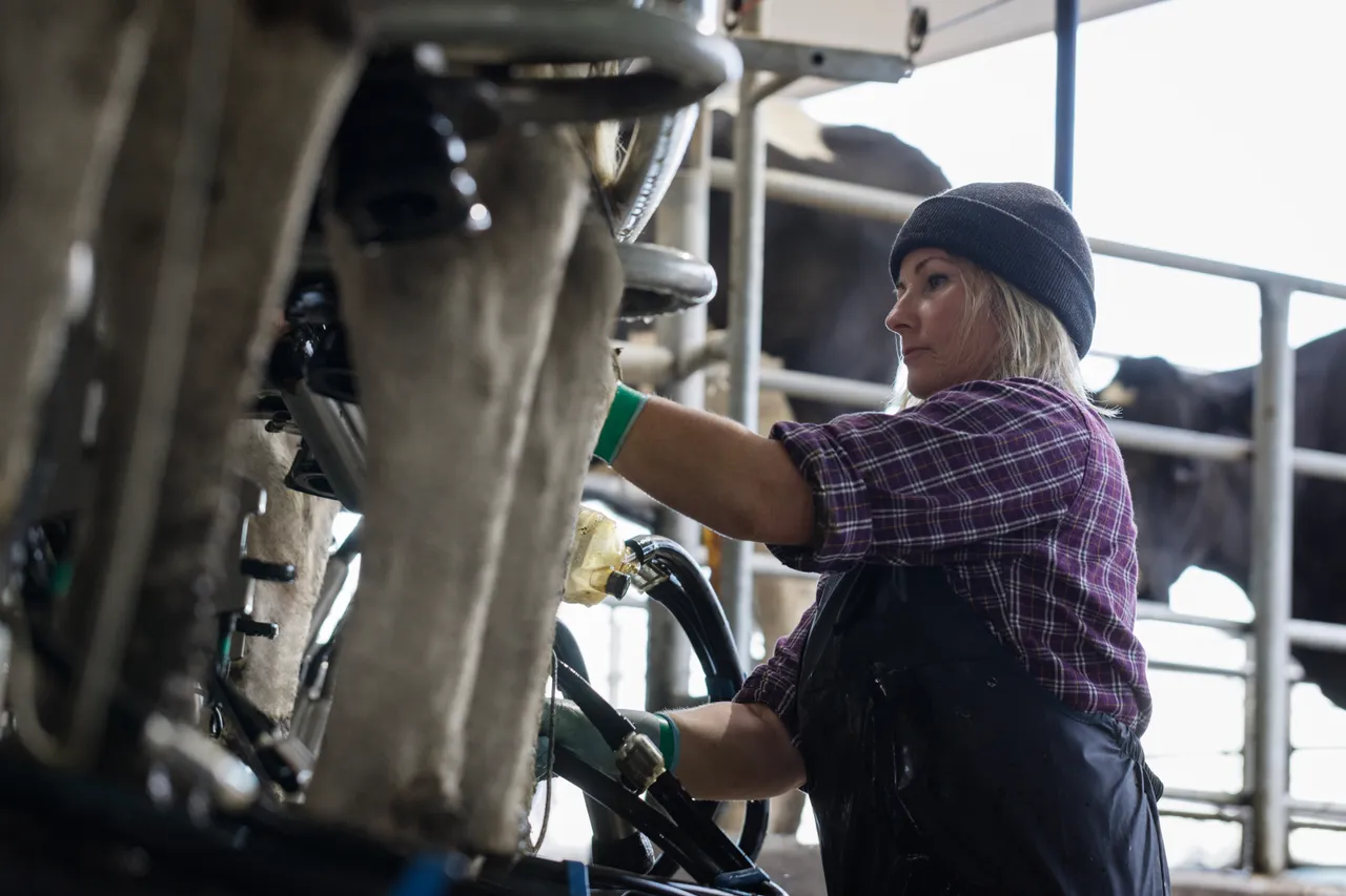 Milking time in Matamata