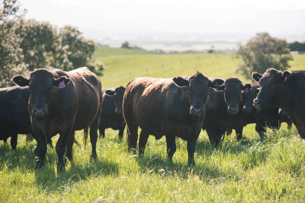 Together in the Pasture