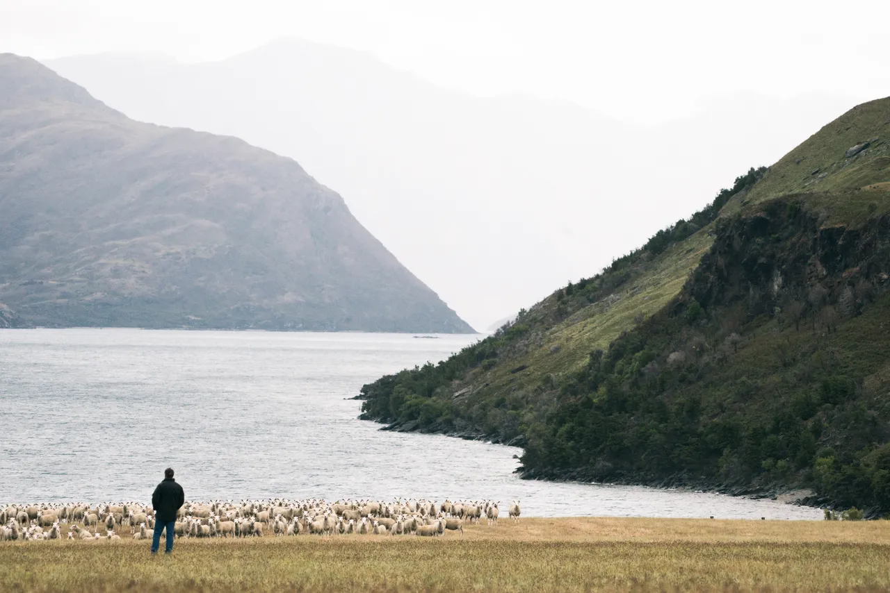 Sheep Grazing Lakeside