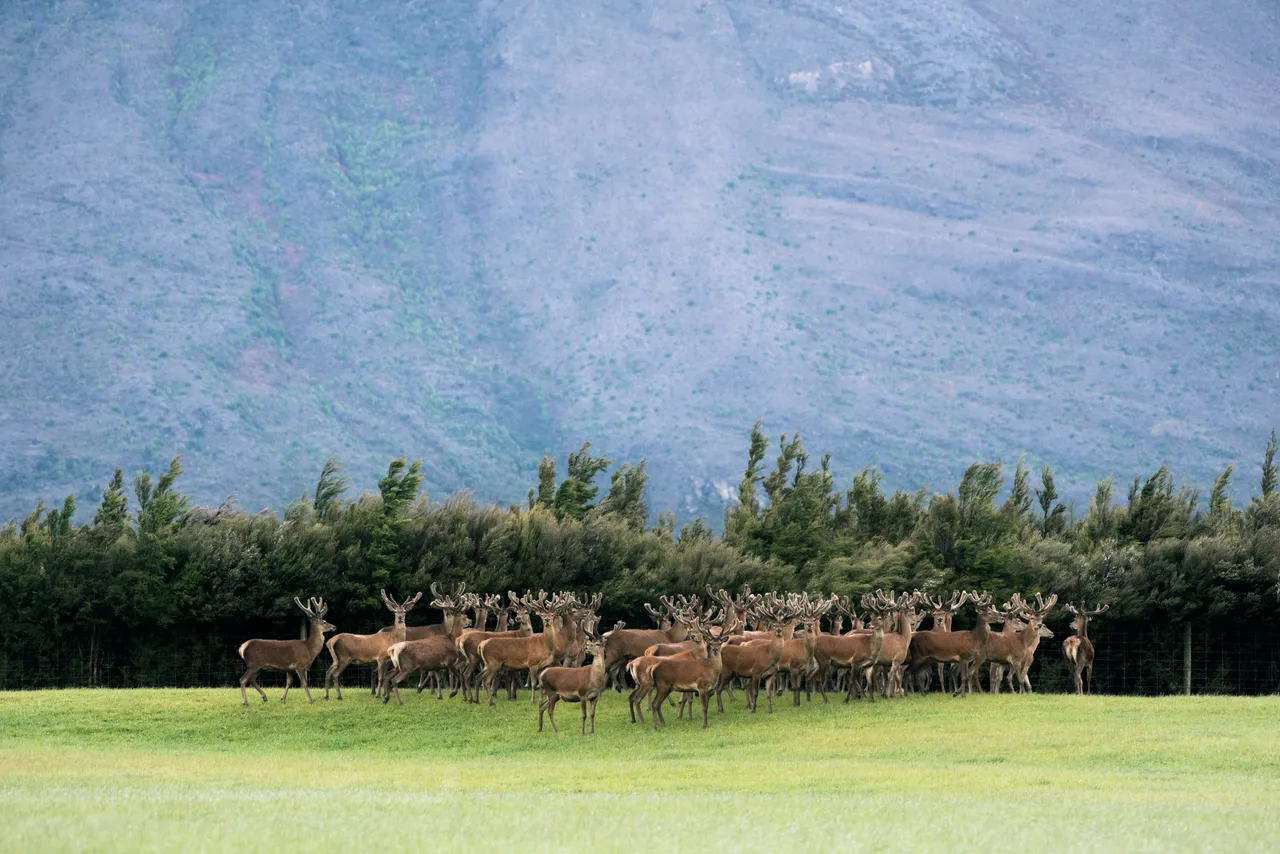 Deer in the Home Paddock