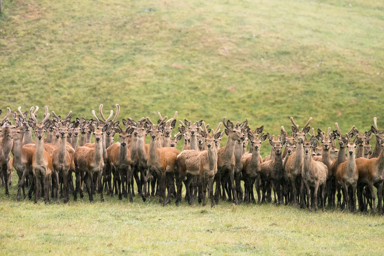 Deer Pause to Look