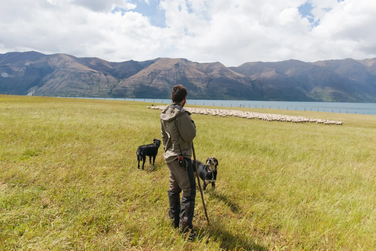 Shepherd and Dogs