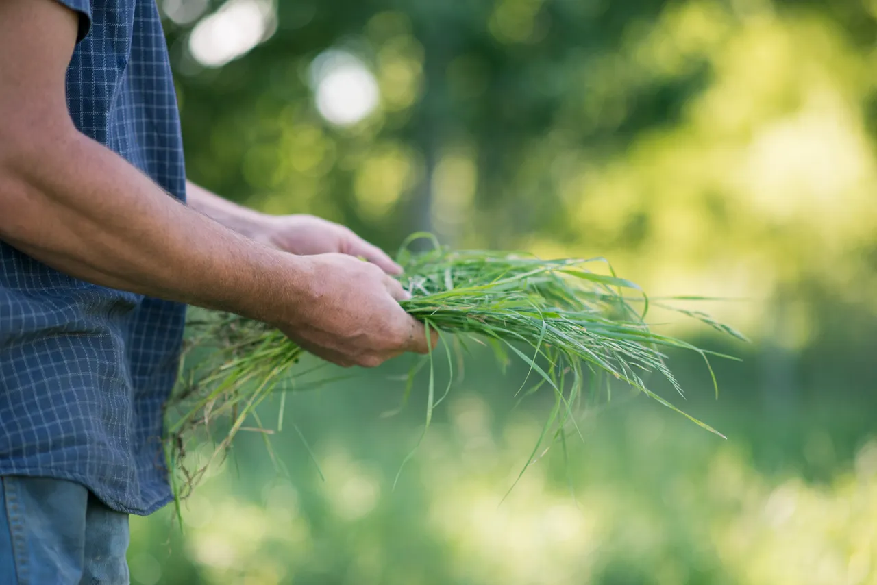 Premium Pasture