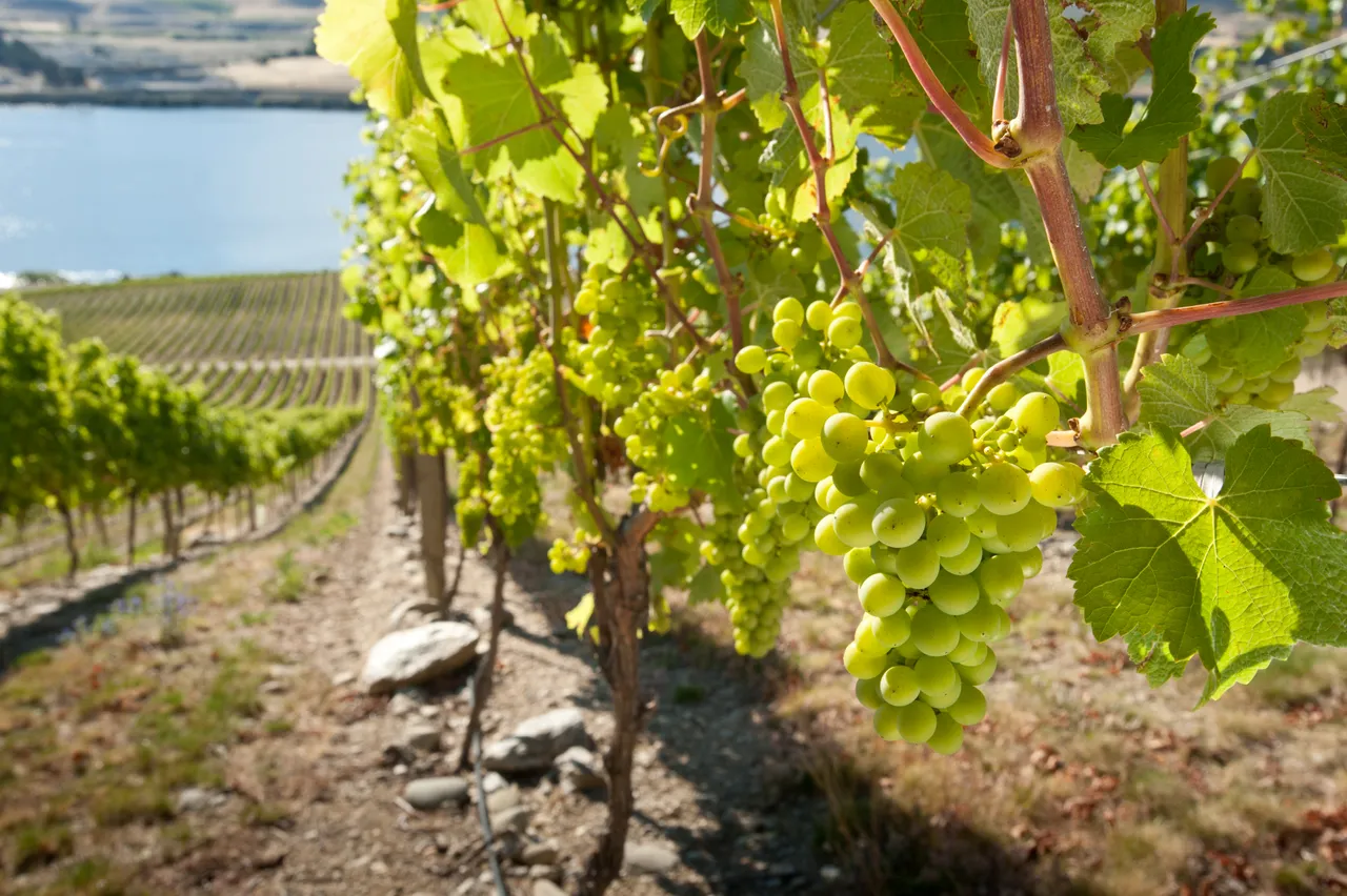 Central Otago