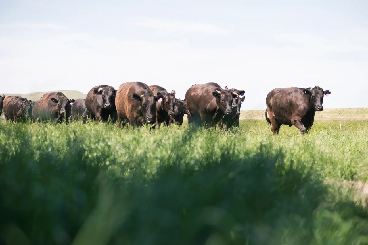 Greener Pastures