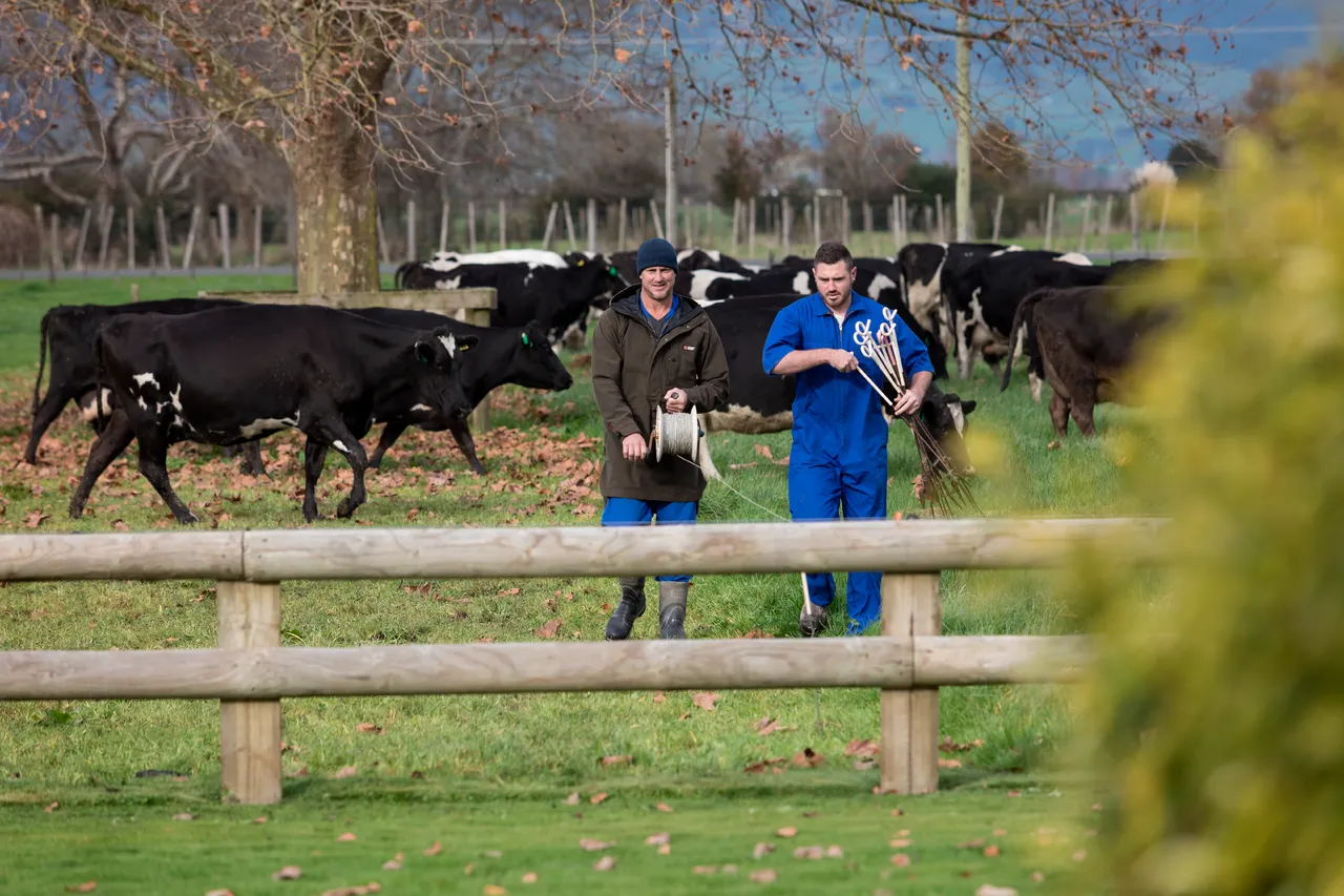 Farmer and farmhand and Friesian cows
