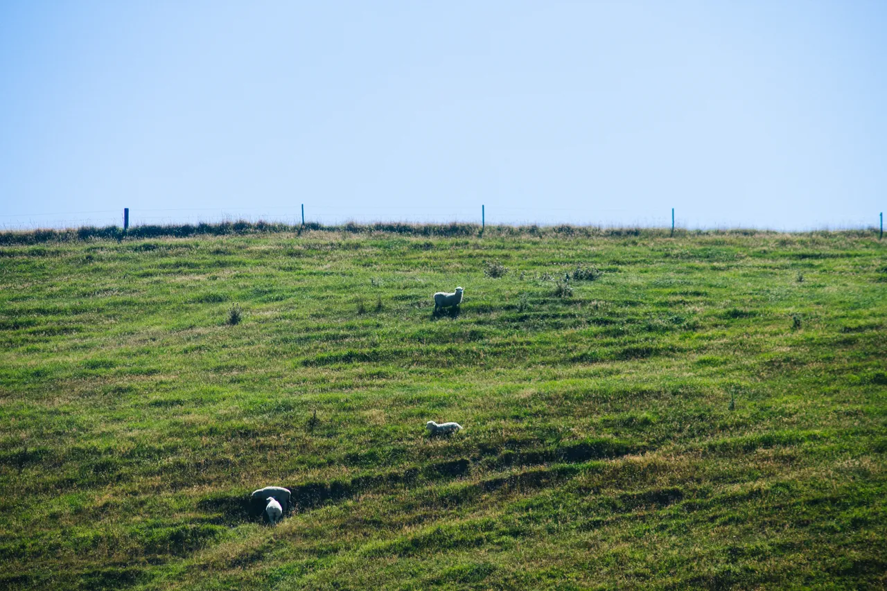 Sheep on the Ridge