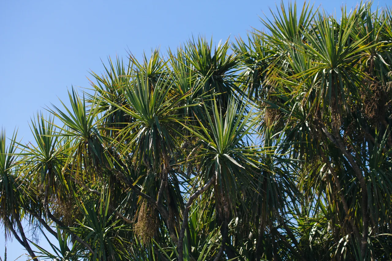 New Zealand Story Toolkit - Cabbage Tree