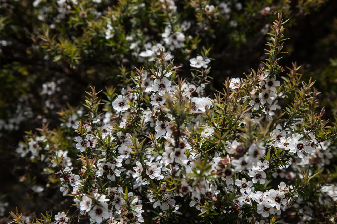 New Zealand Story Toolkit - Manuka