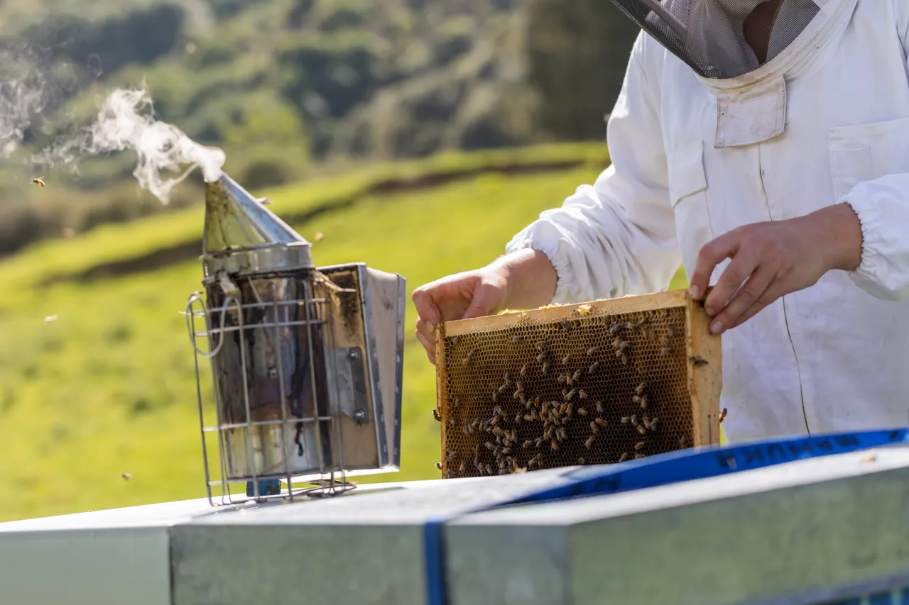 New Zealand Story Toolkit - Bee keeper checking for honey