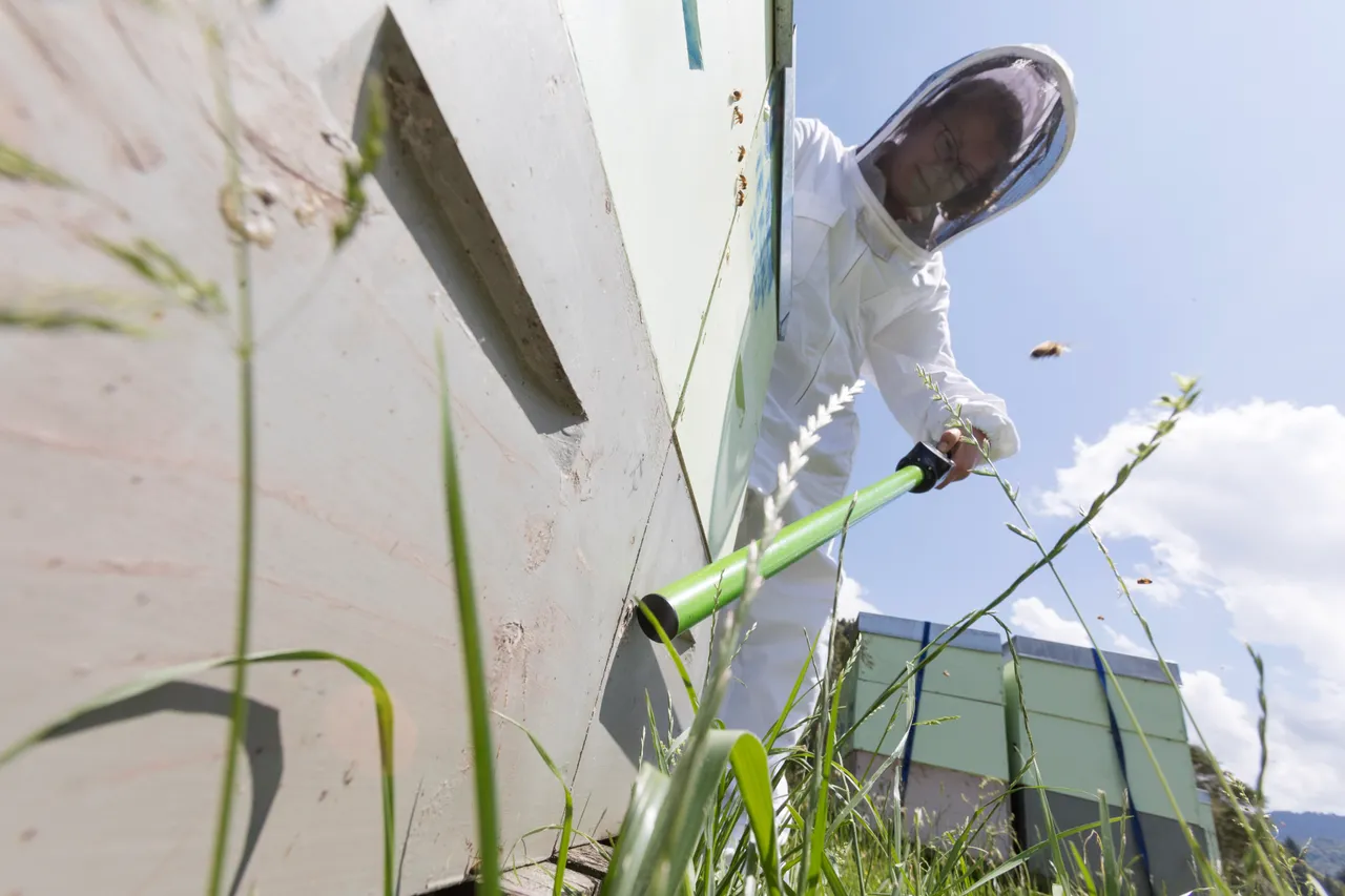 New Zealand Story Toolkit - Bee keeper scanning hive