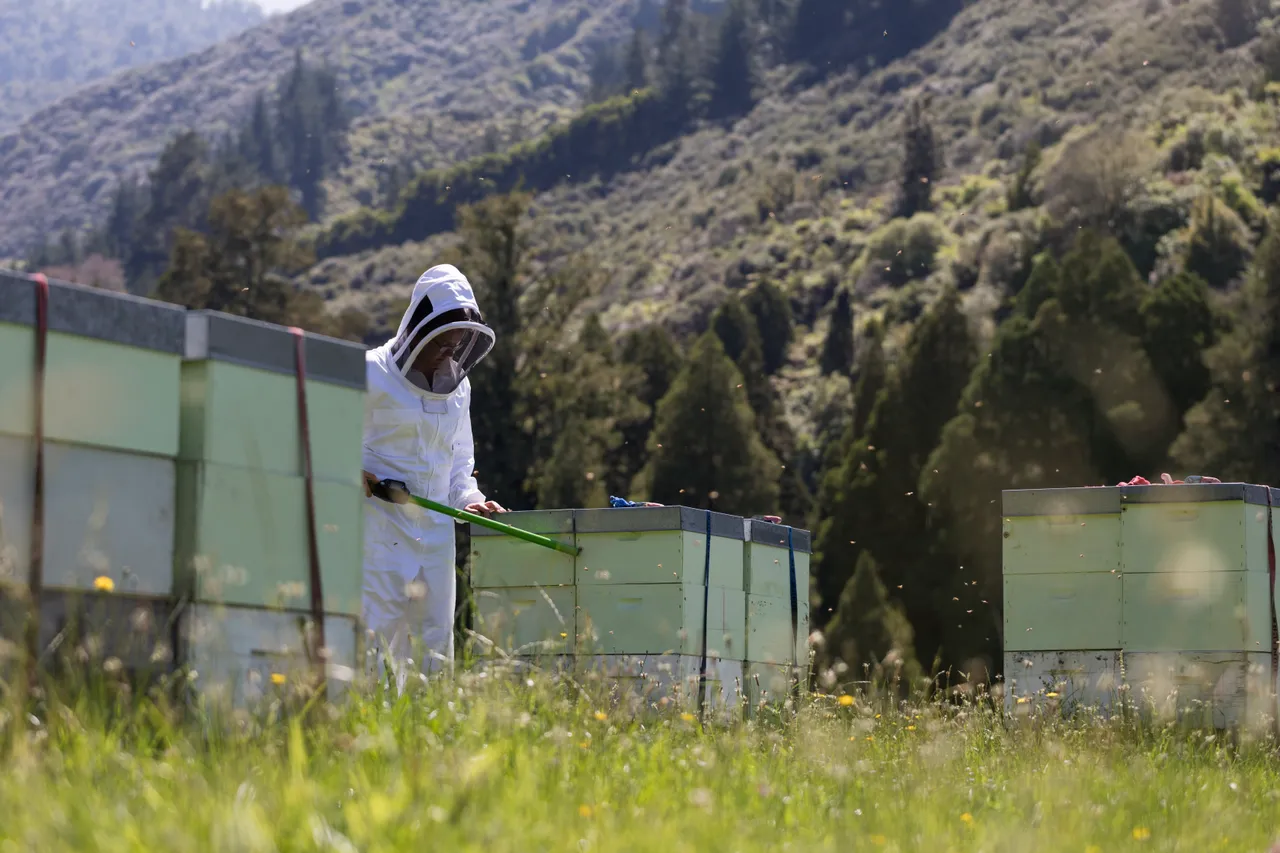 New Zealand Story Toolkit - Bee keeper scanning hive