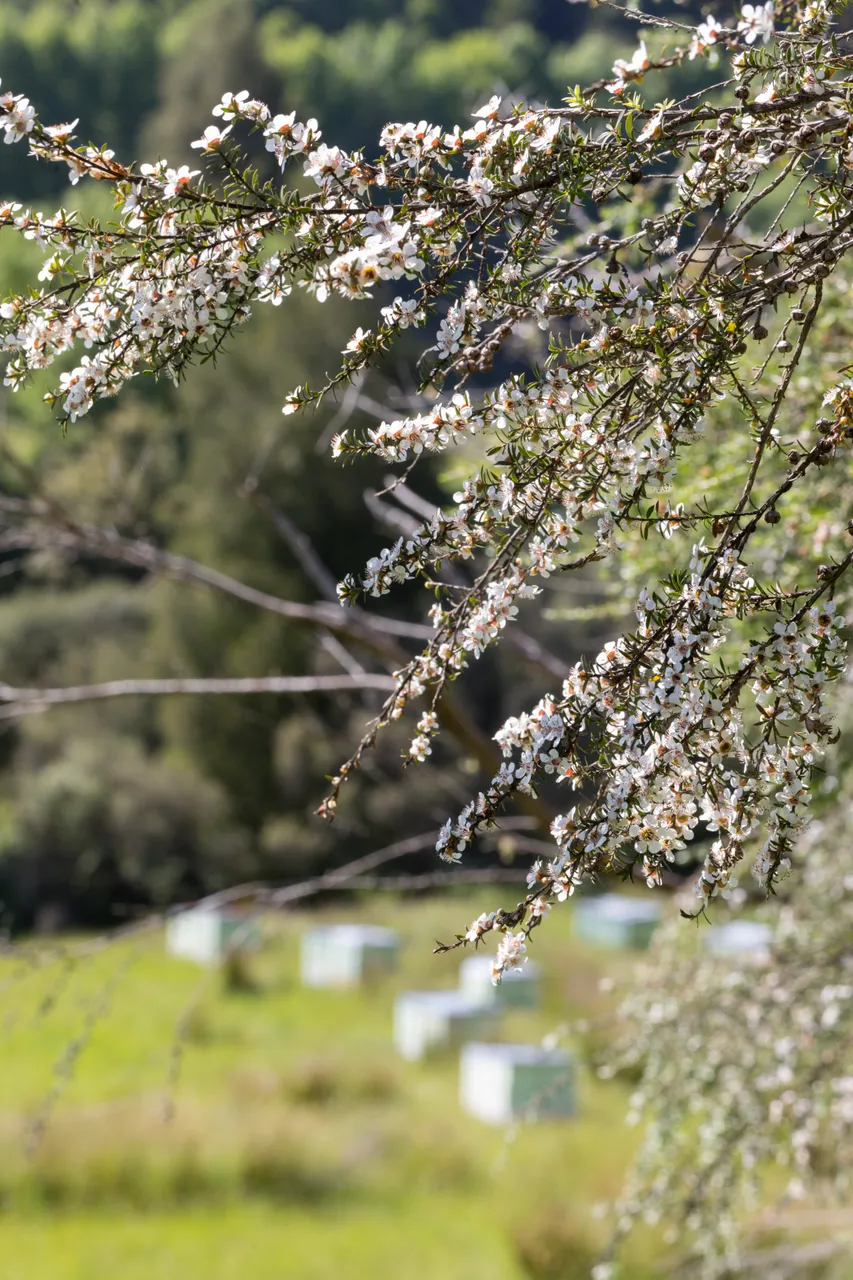 New Zealand Story Toolkit - Manuka trees with flowers