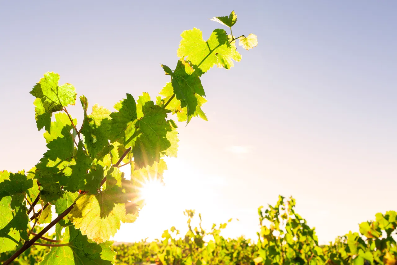 Vines at sunrise