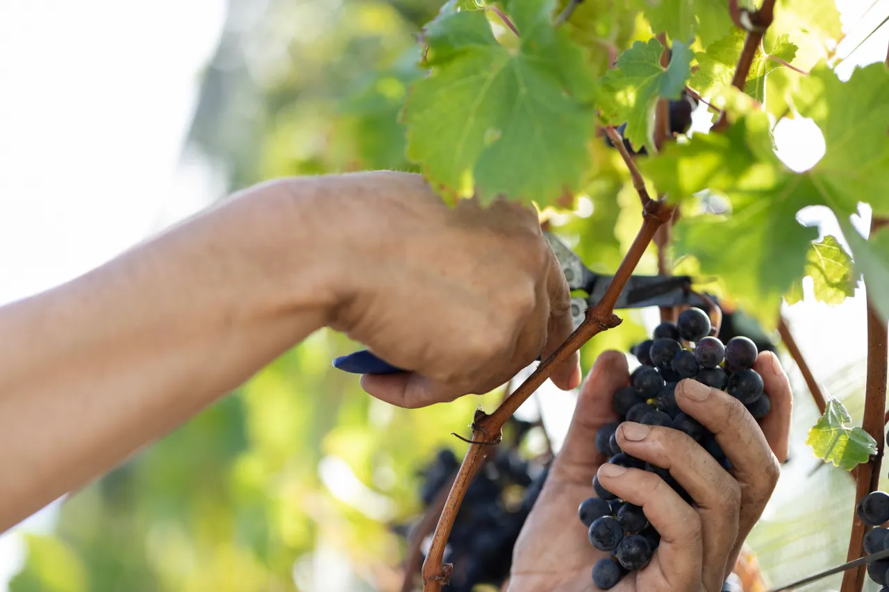 Grapes in vineyard