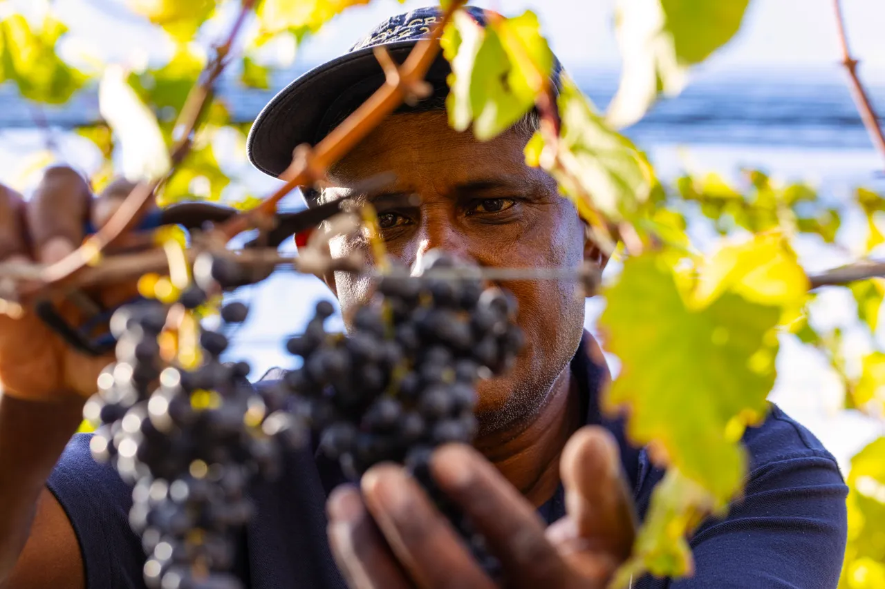 Close up of picker carefully harvesting grapes