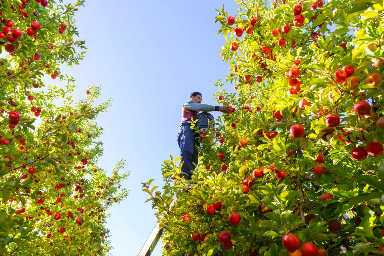 Low angle shot of an apple picker on a ladder
