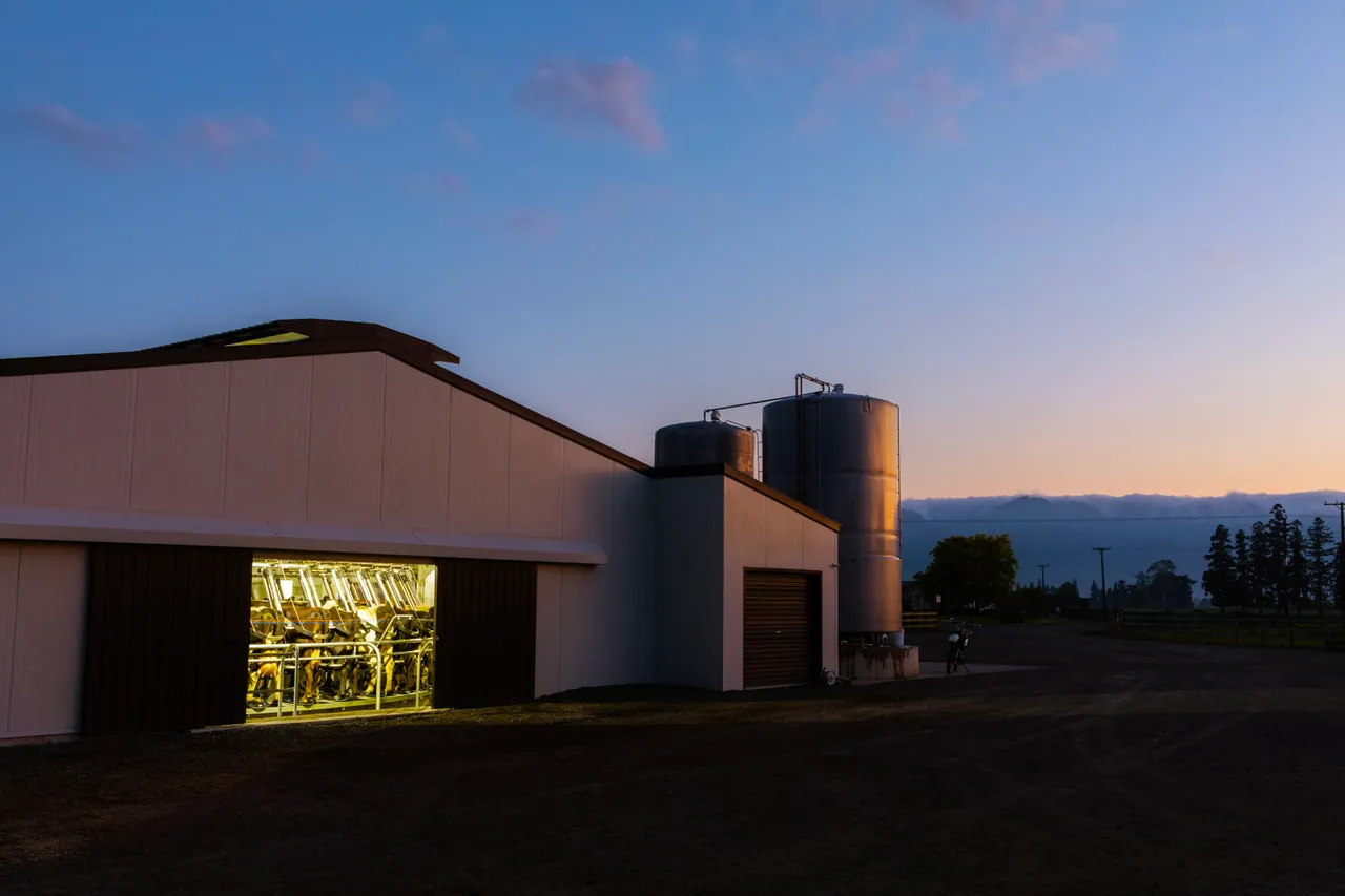 Milking shed at dawn