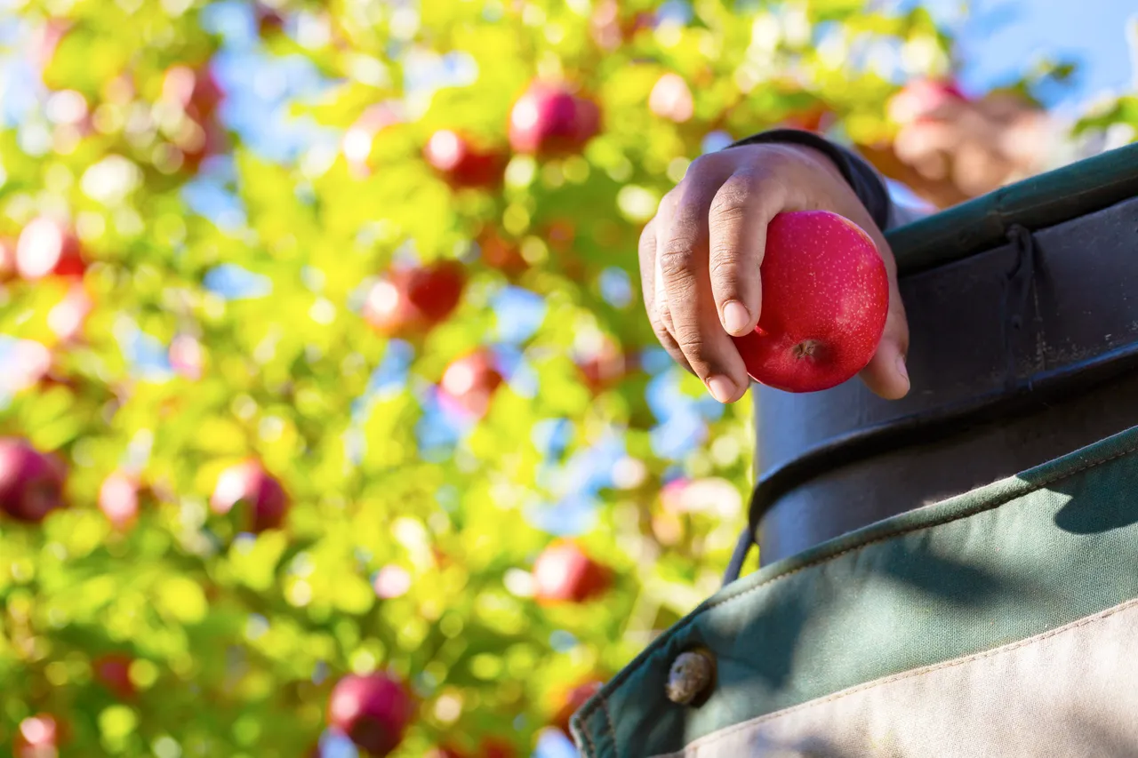 Close up of an apple picker holding an apple picked from the tree