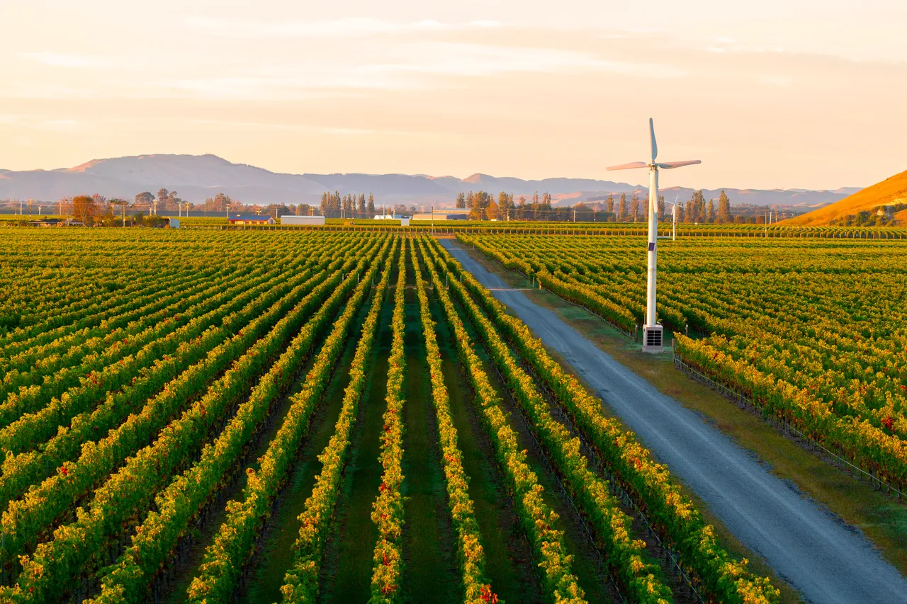 Rows of grape vines and mountain ranges