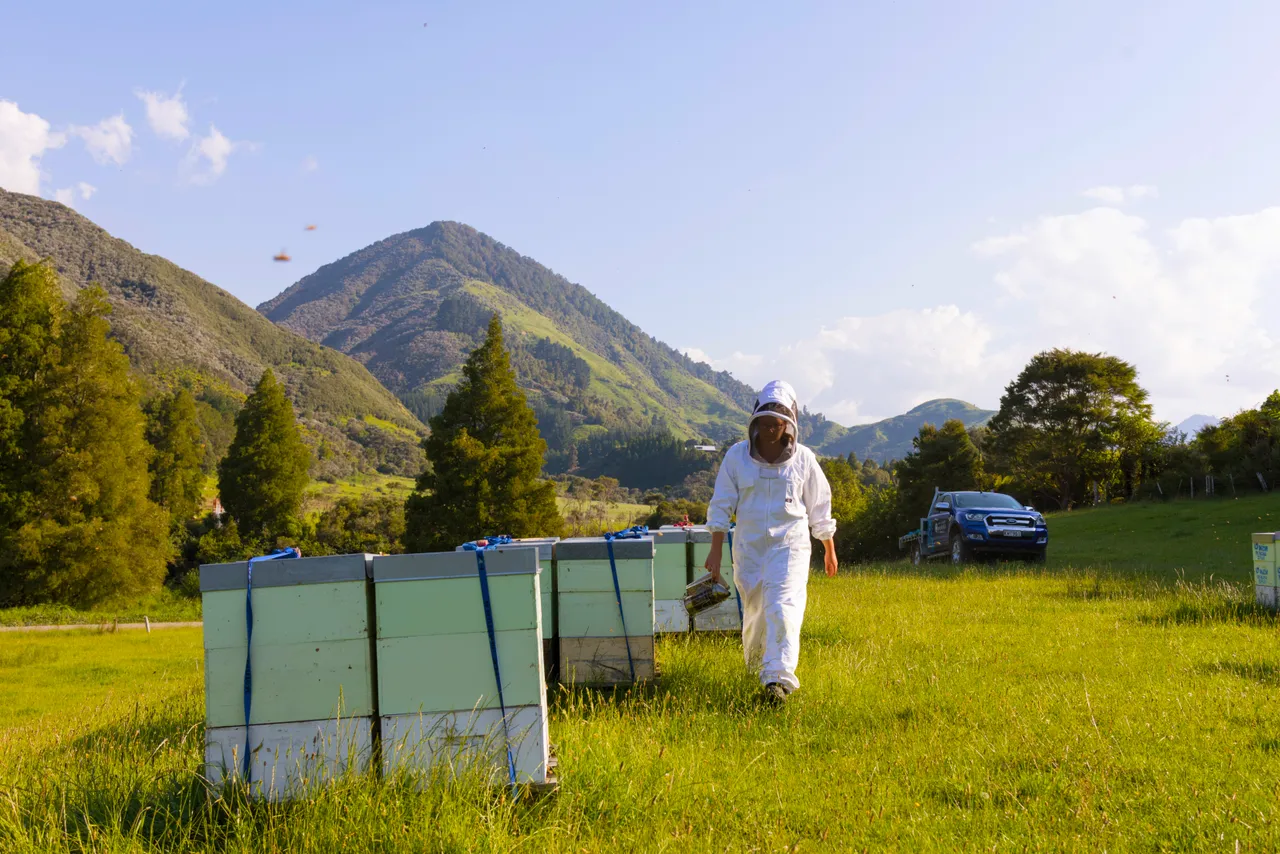 Bee keeper tending to hives