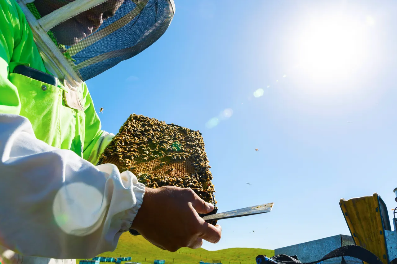 Beekeeper with frame and bees at Mana Kai Honey