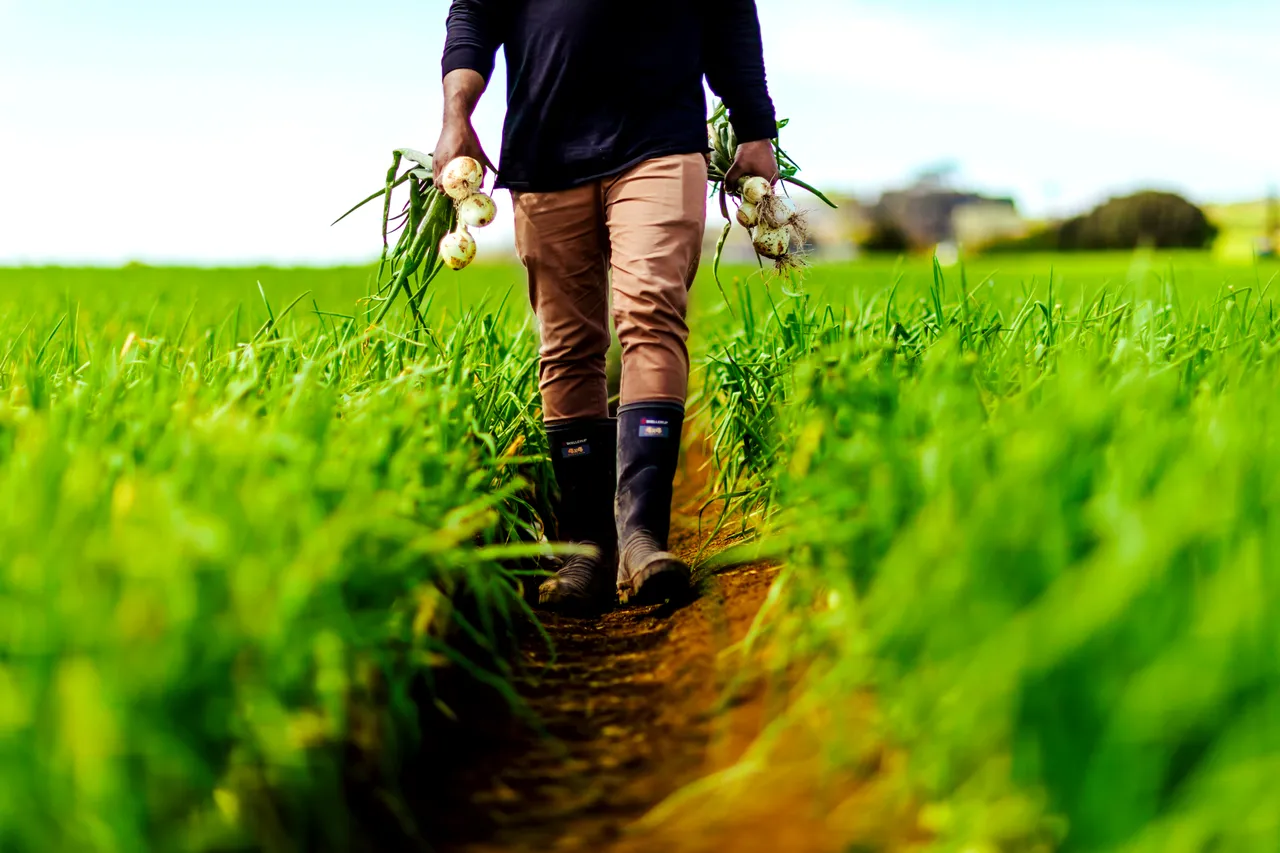 Grower inspecting onion