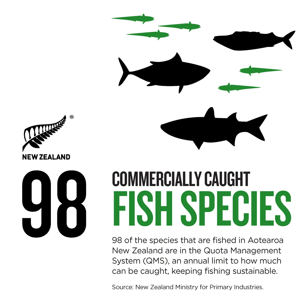NZStory_Infographic_77431_Fish Species