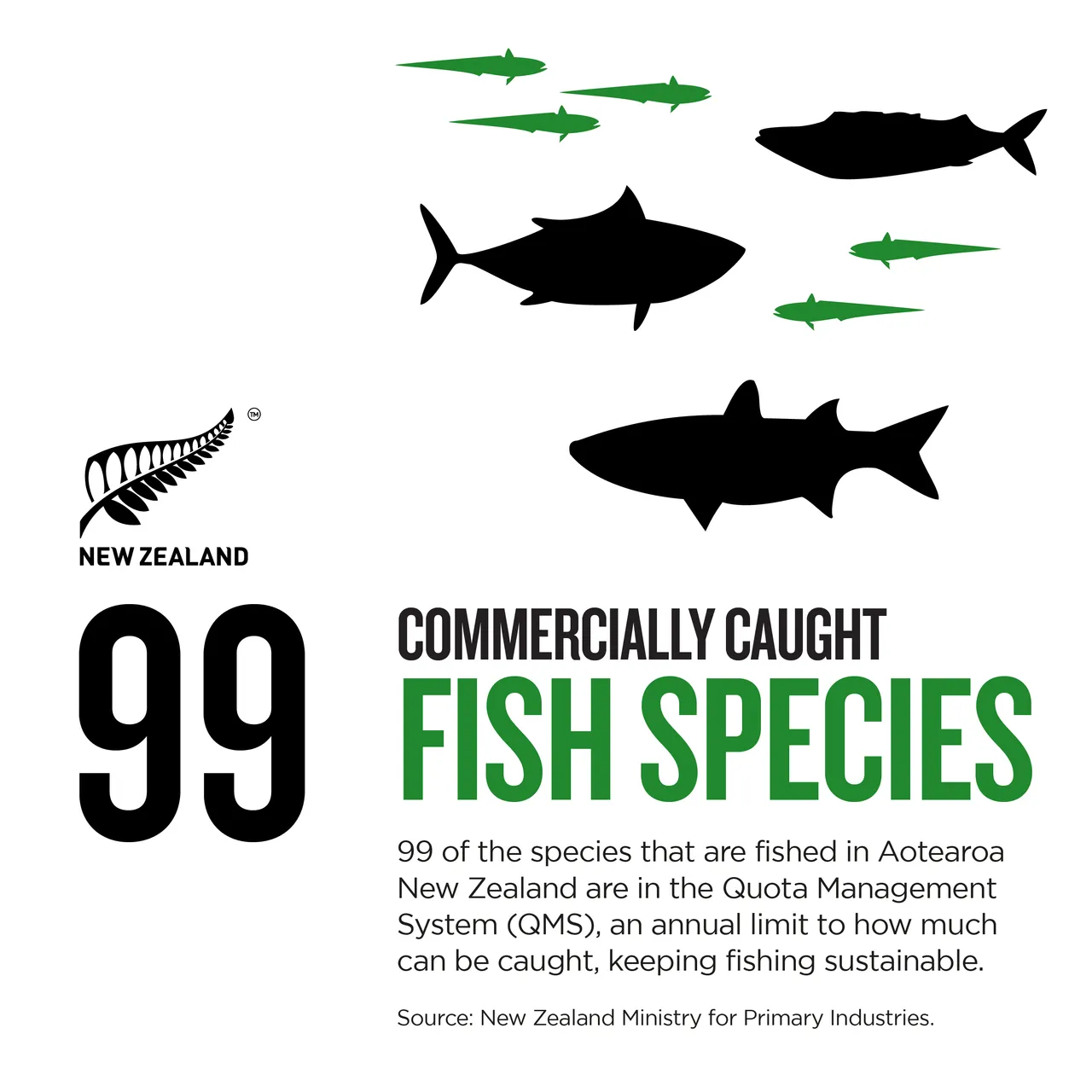 NZStory_Infographic_77431_Fish Species_1x1