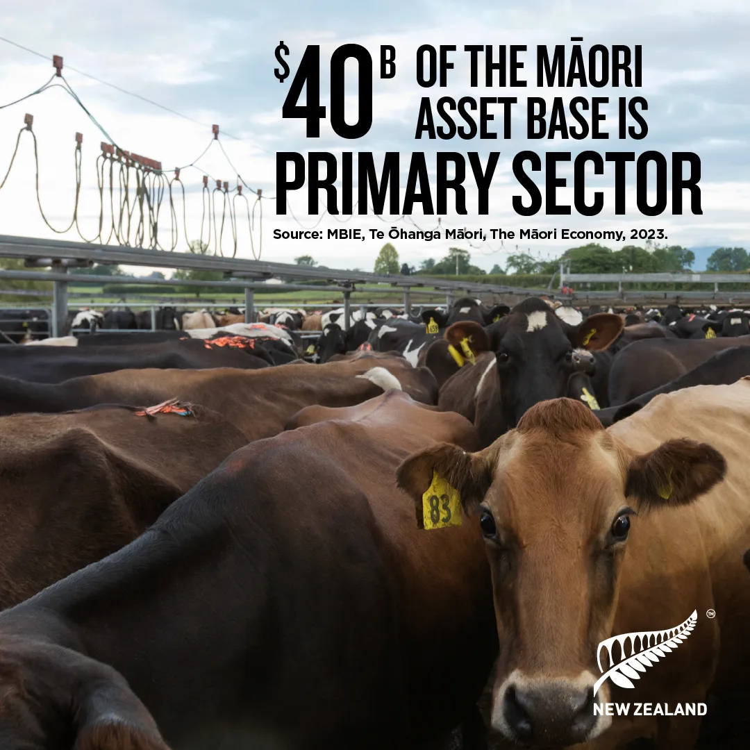 NZStory_Infographic_Māori Primary Sector 1x1
