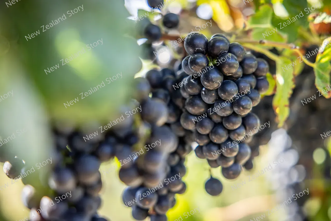 Agritech2025-Croptide-vineyard-3002