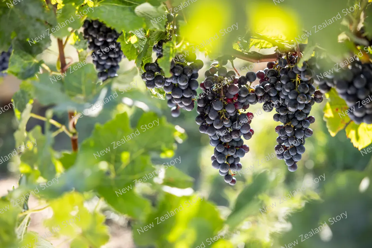 Agritech2025-Croptide-vineyard-3036