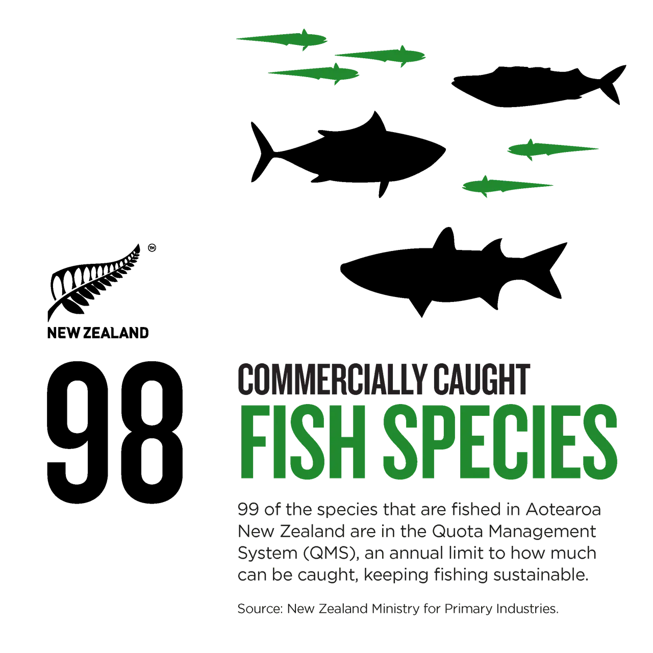 NZStory_Infographic_77431_Fish Species (1)