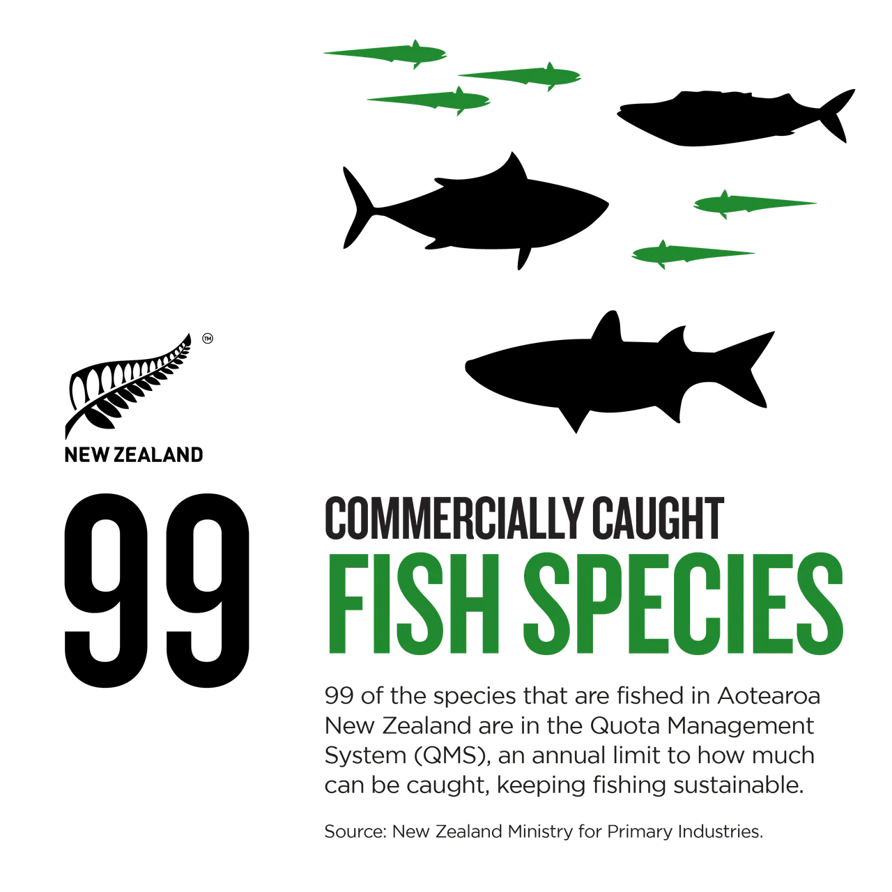 NZStory_Infographic_77431_Fish Species_1x1