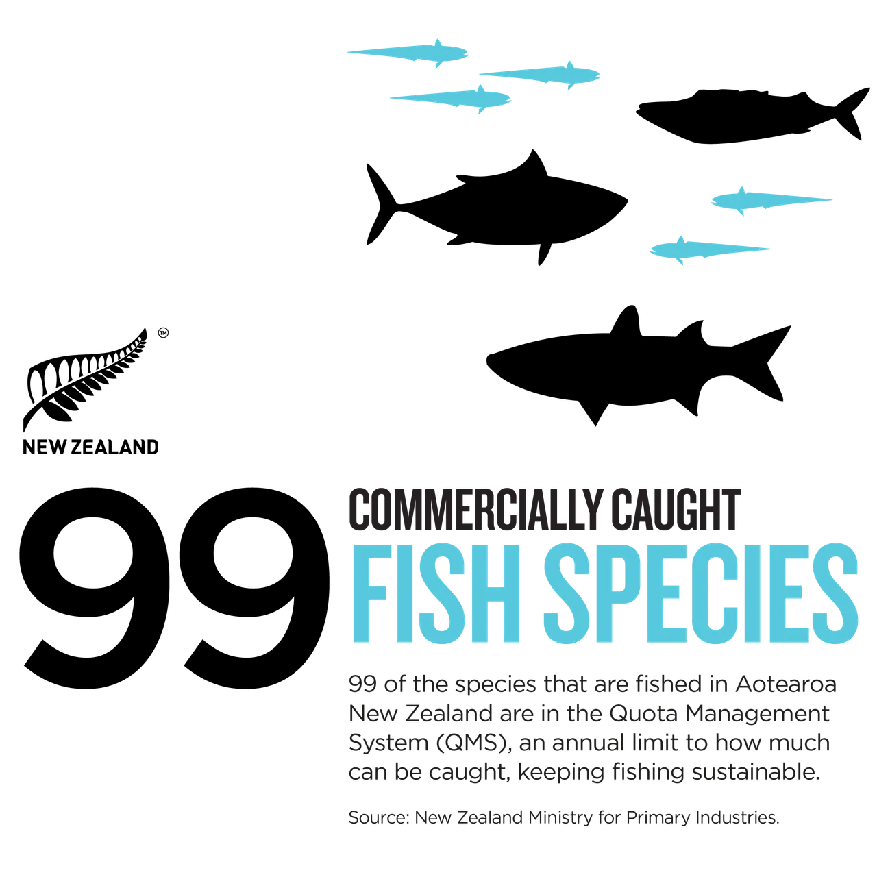 NZStory_Infographic_77431_Fish Species