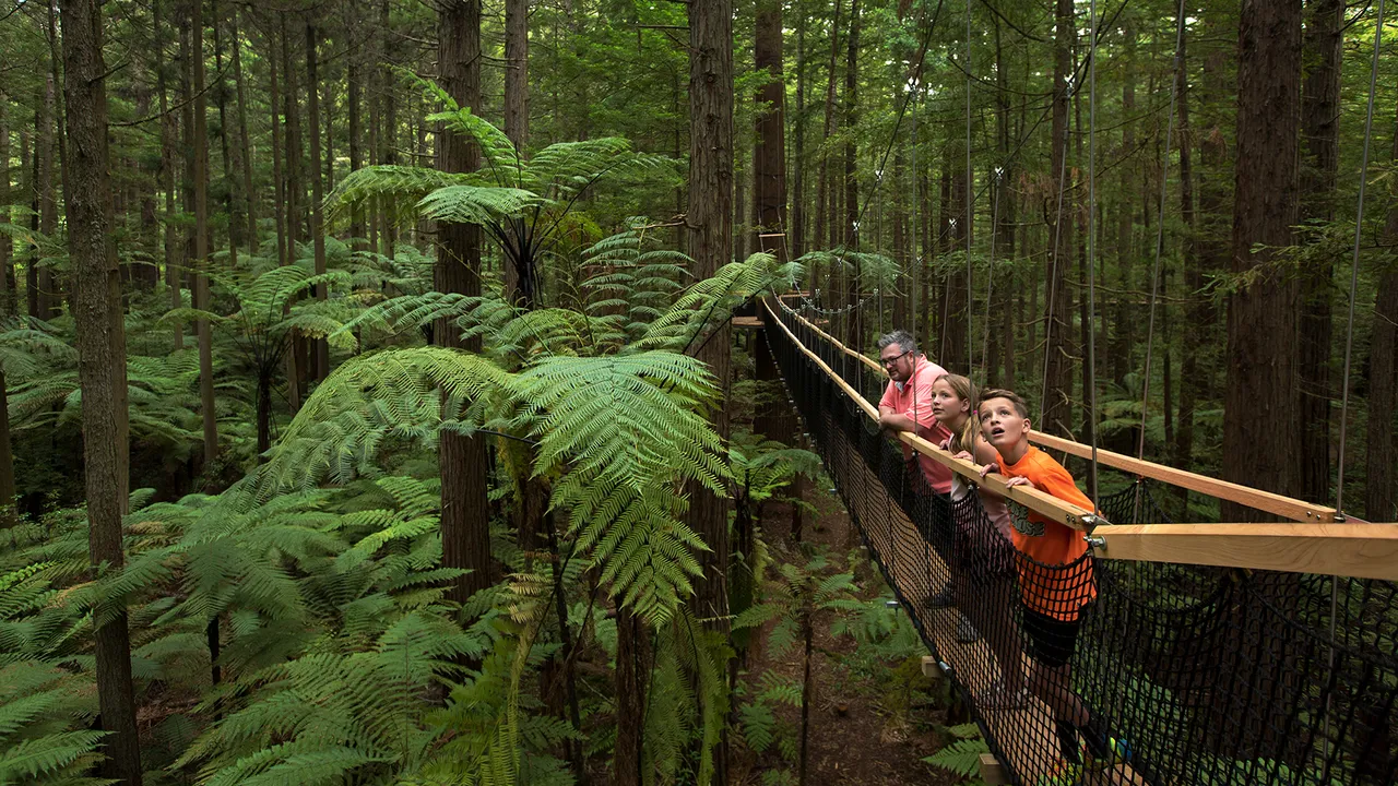 Redwood Forest - Rotorua