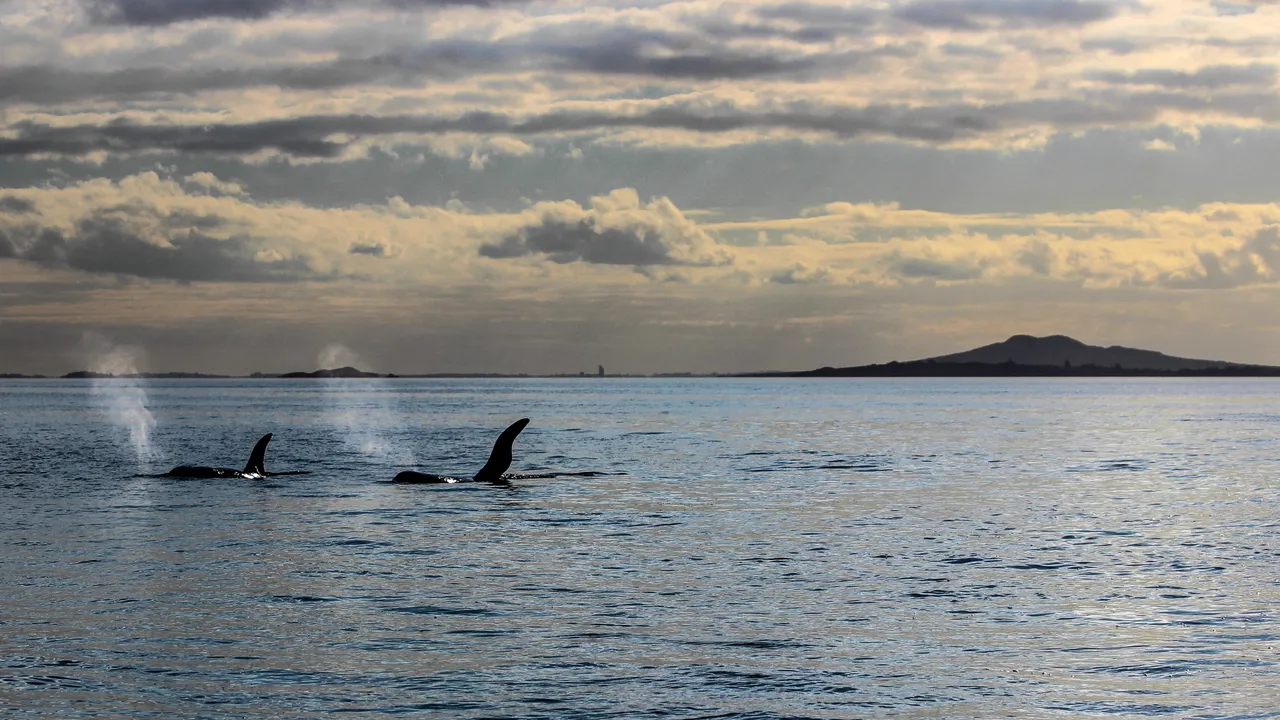 Auckland Harbour - Auckland