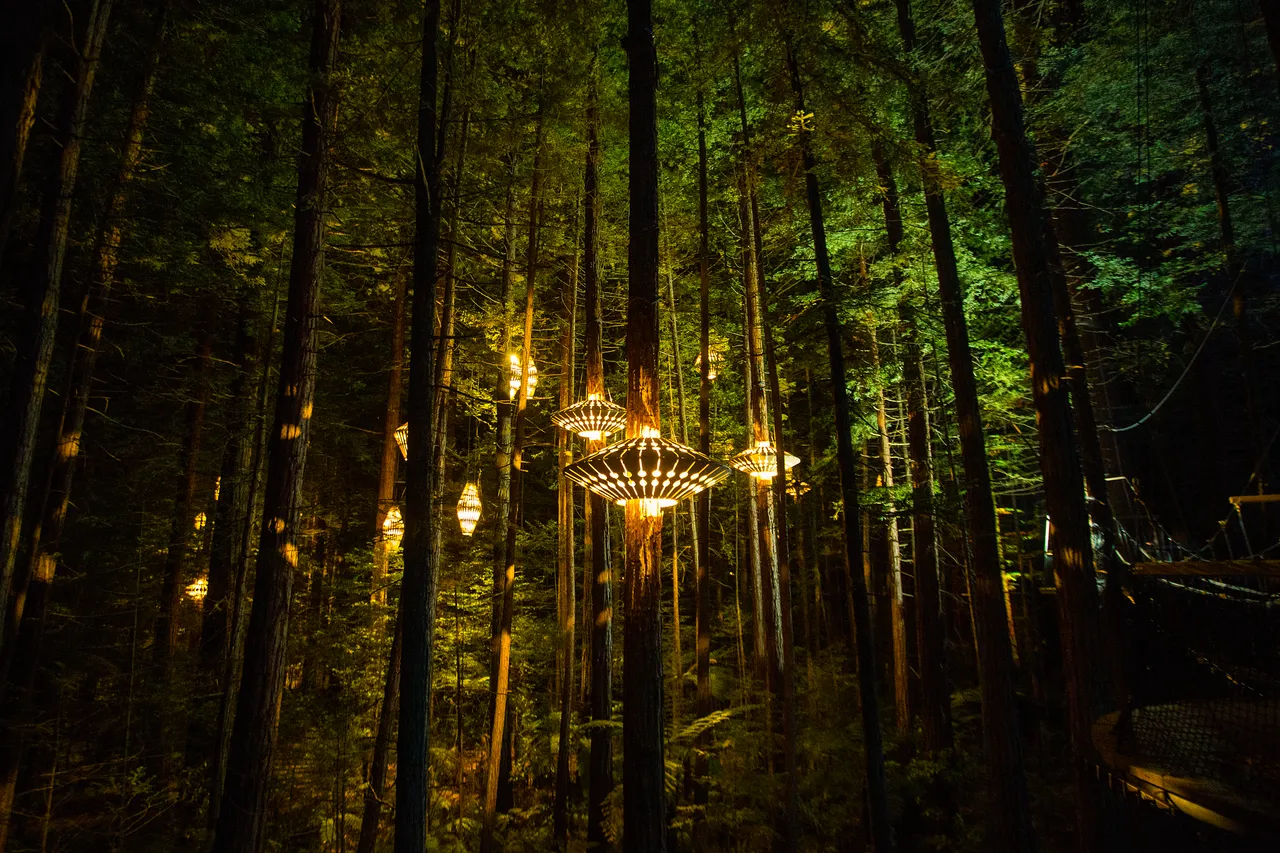 Redwoods Forest - Rotorua